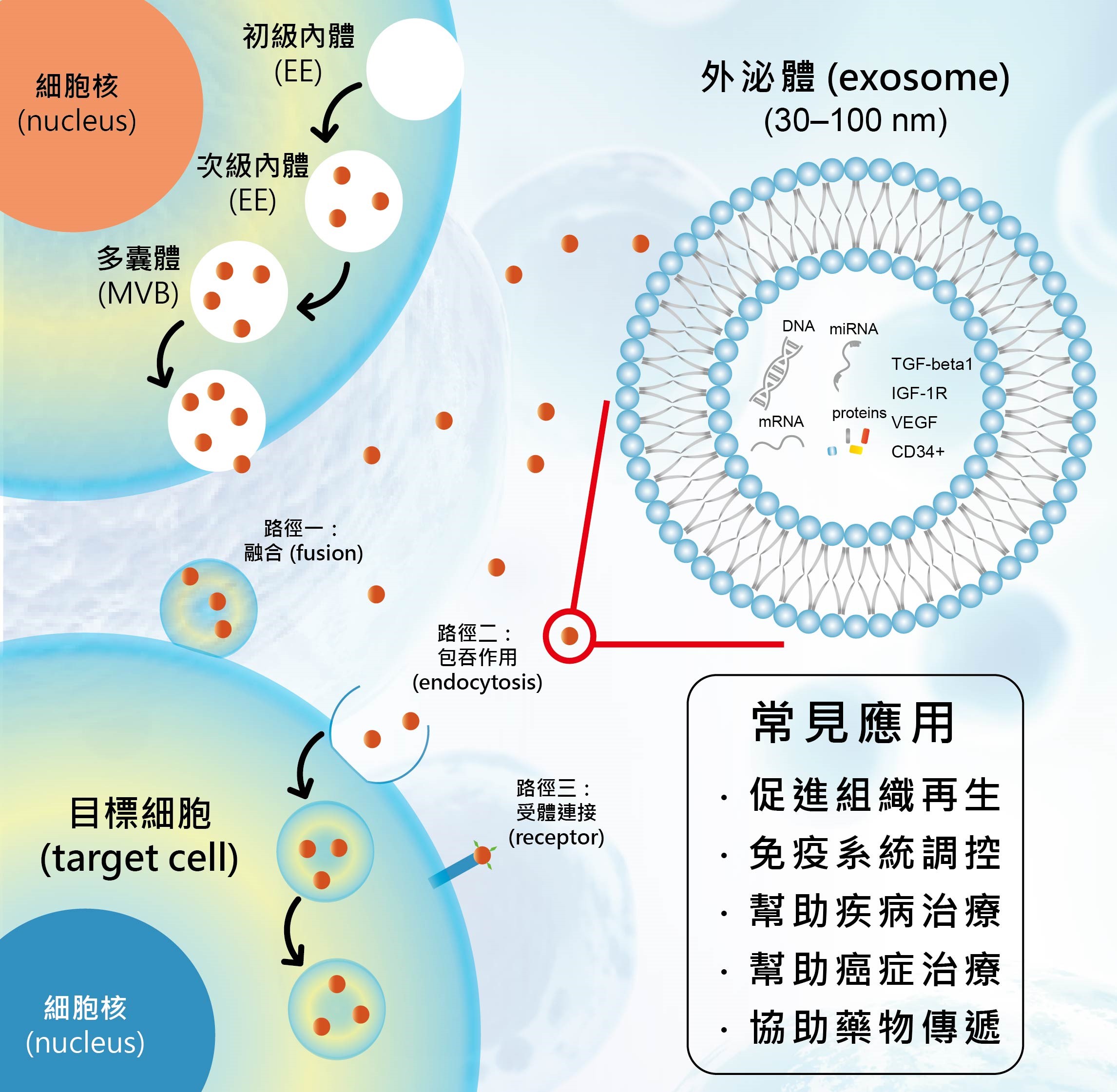 外泌體功能，外泌體的作用有哪些