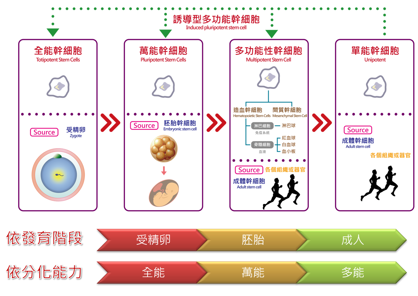 幹細胞分化過程